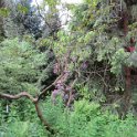 Rhododendron purpureum elegans